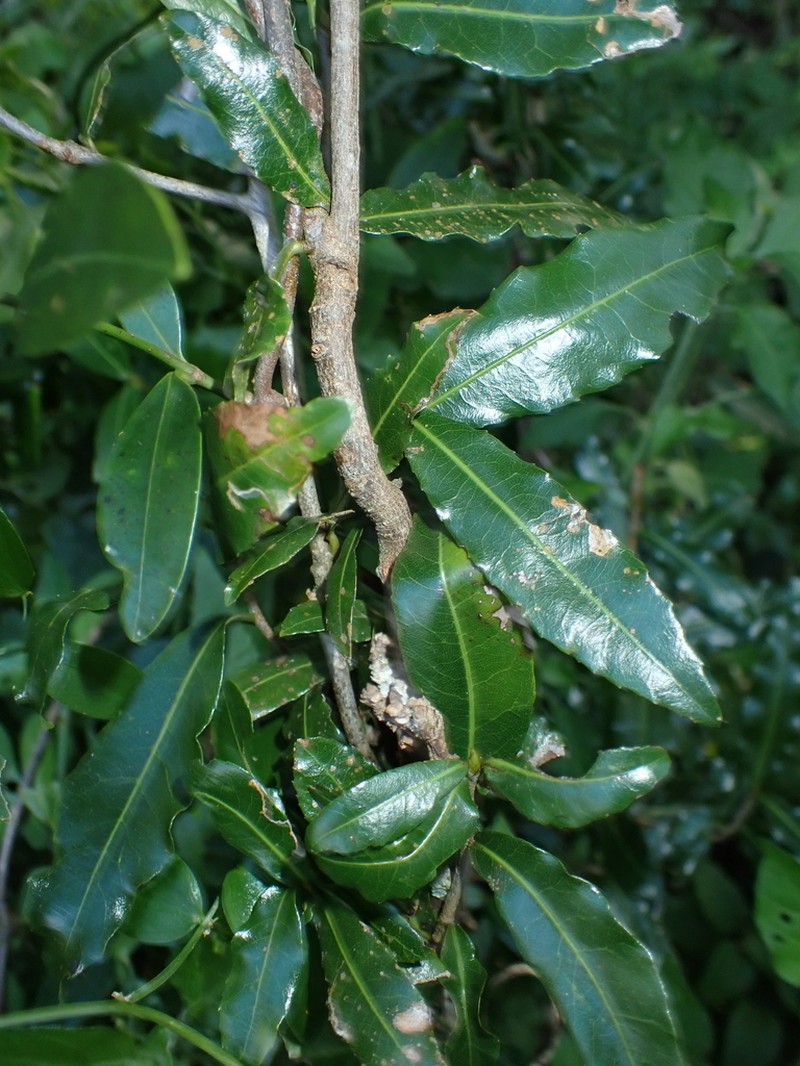 Ochna arborea photo 6