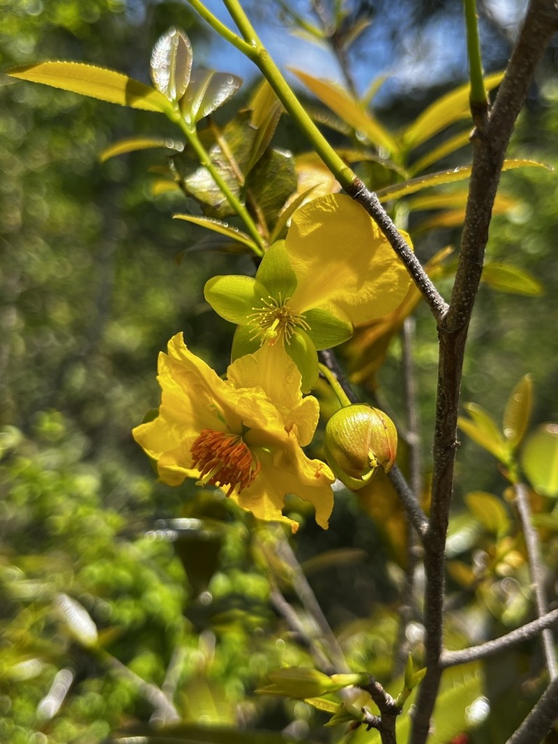 Ochna arborea photo 7