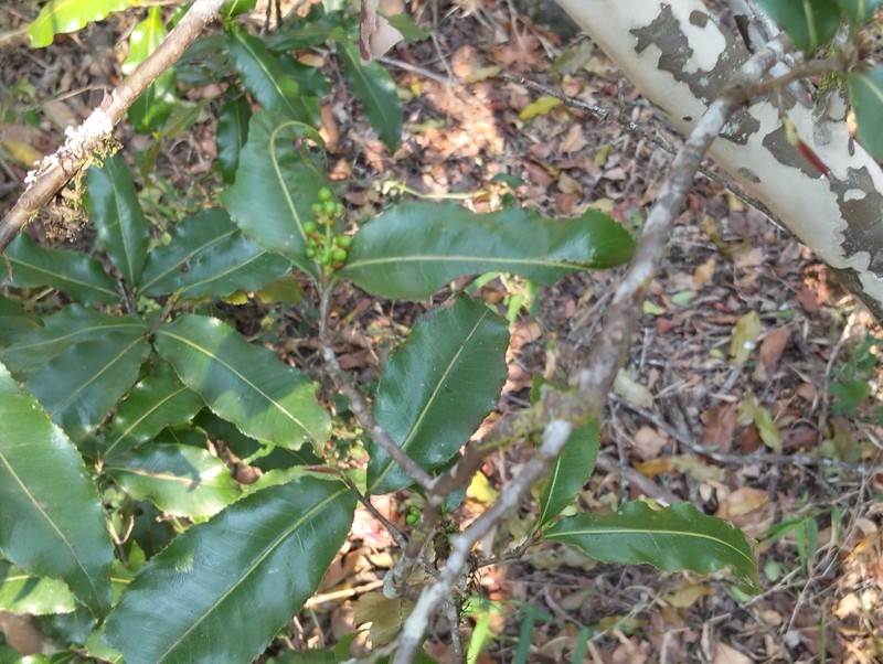 Ochna arborea var. oconnorii photo 2