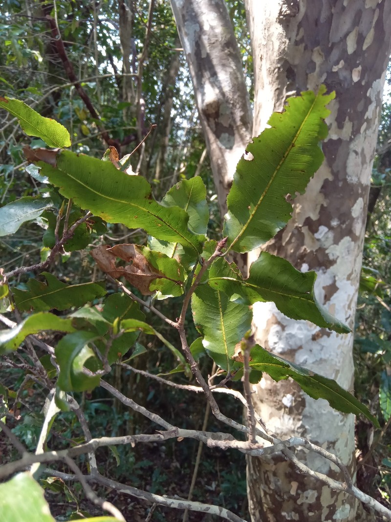 Ochna arborea var. oconnorii photo 3