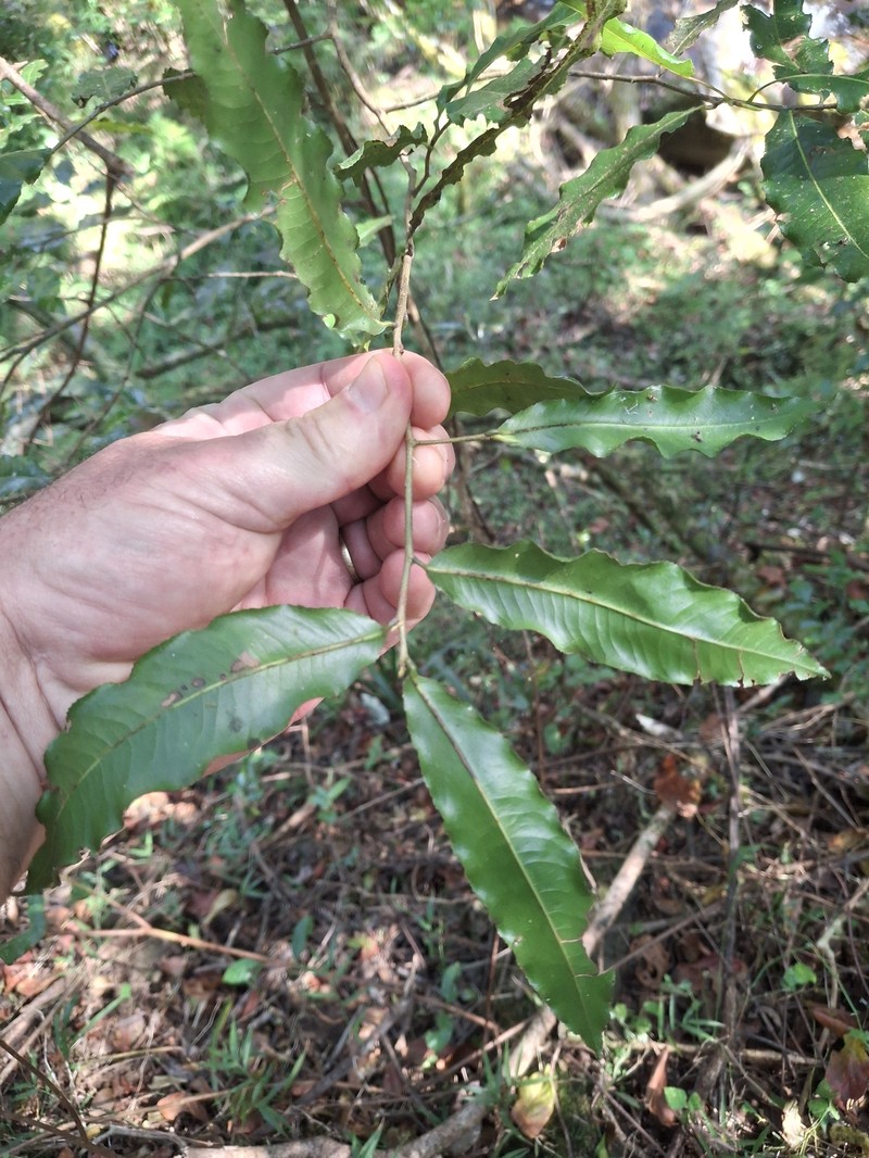 Ochna arborea var. oconnorii photo 4