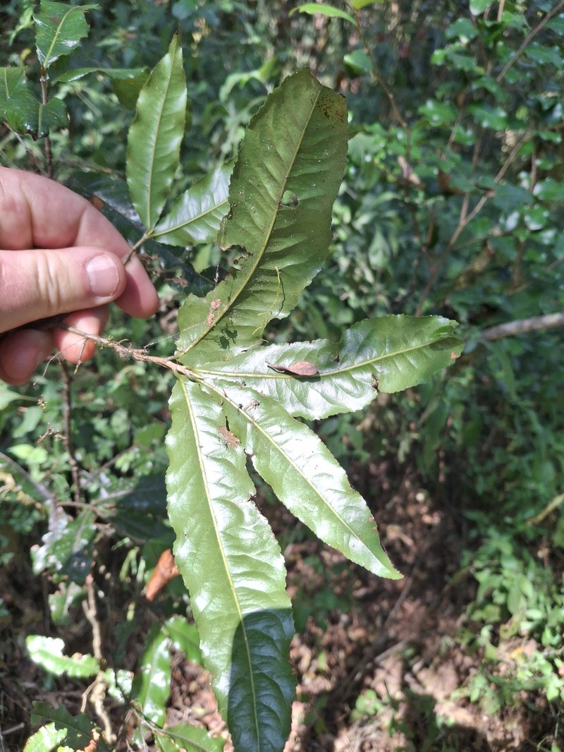 Ochna arborea var. oconnorii photo 5