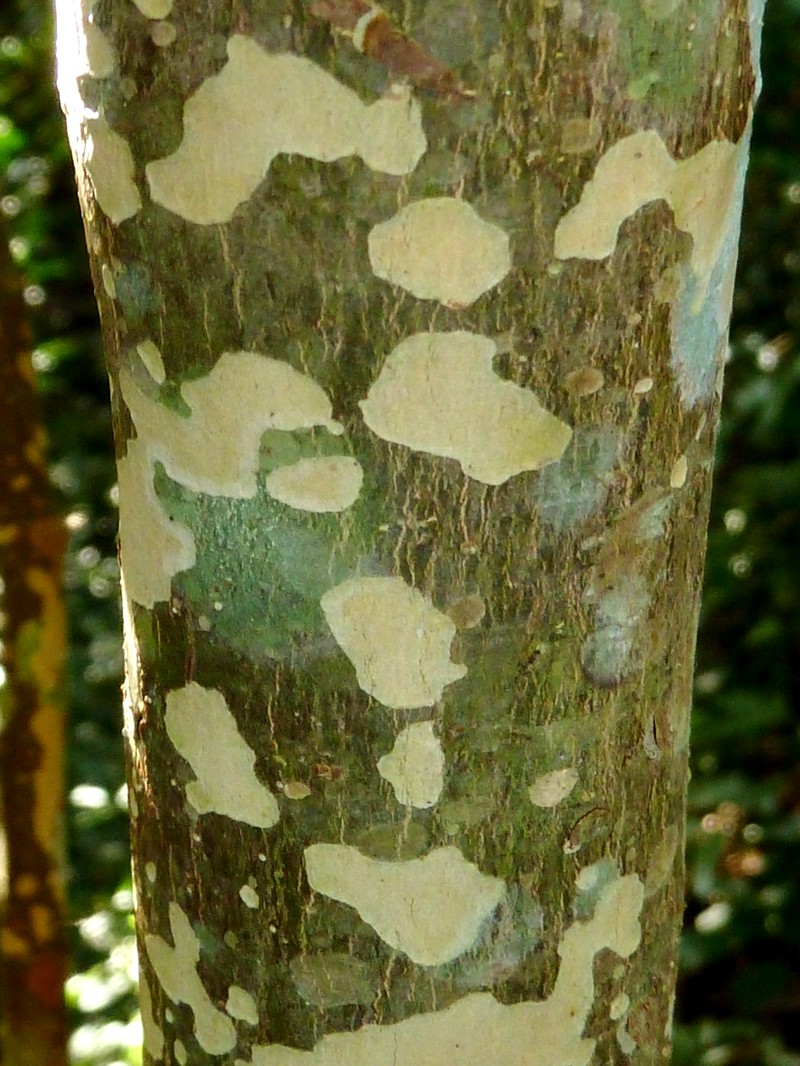 Ochna arborea var. oconnorii