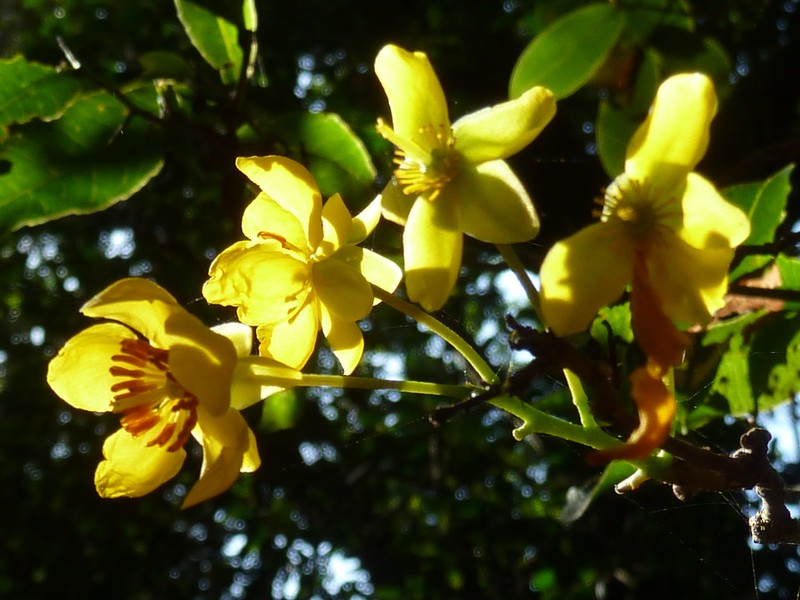 Ochna arborea var. oconnorii photo 6