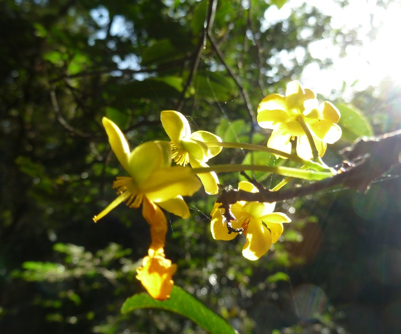 Ochna arborea var. oconnorii photo 7