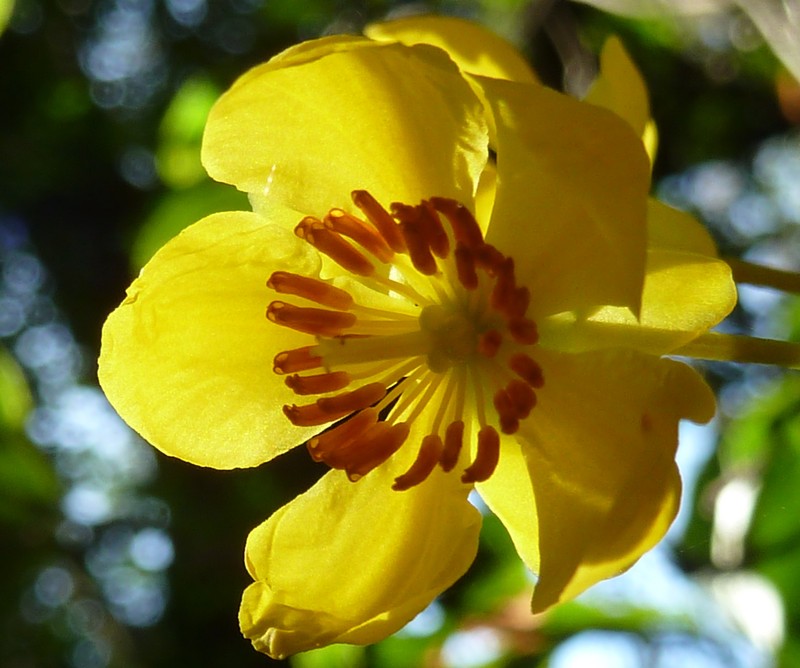 Ochna arborea var. oconnorii photo 8