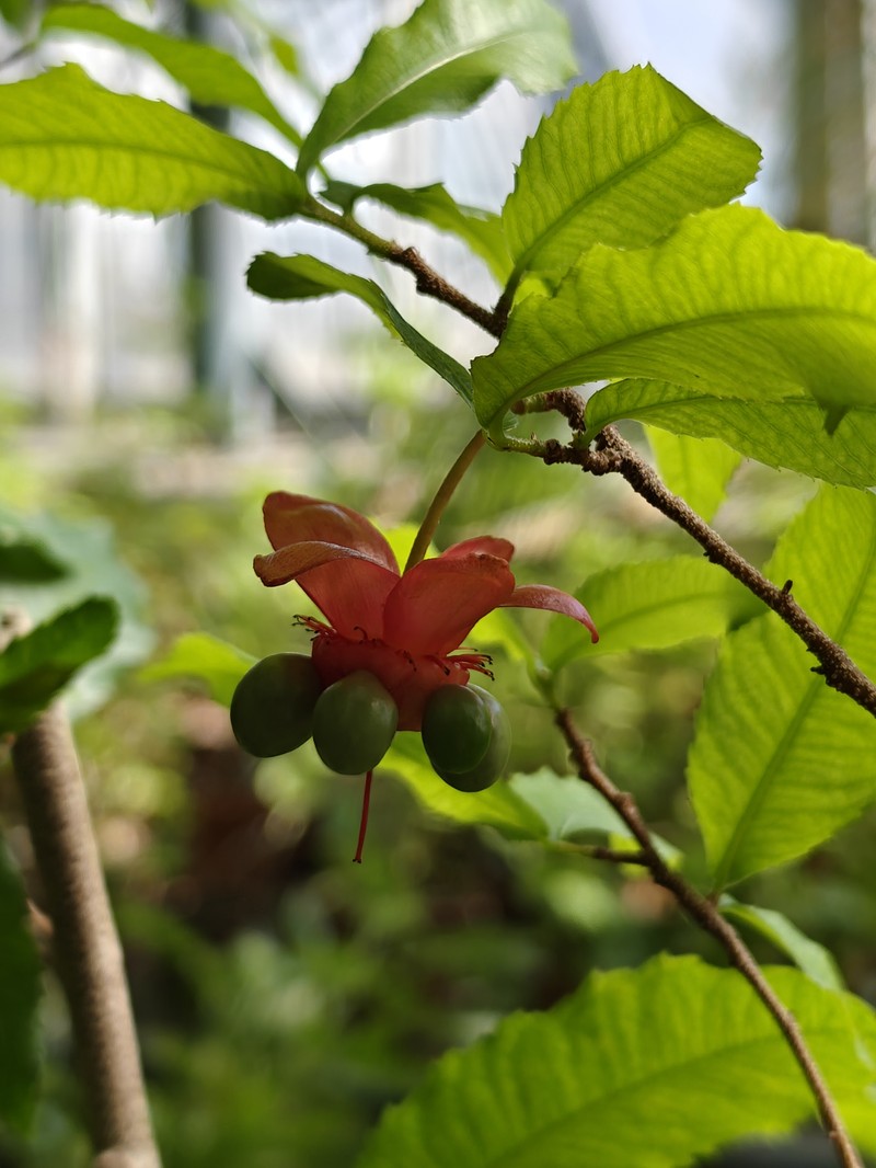 African Bird's-Eye Bush photo 8