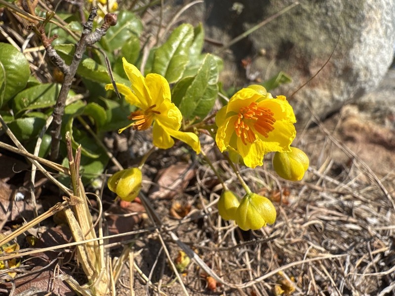 Ochna barbertonensis