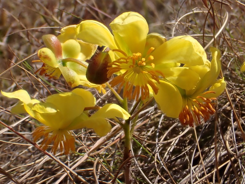 Ochna barbertonensis photo 2