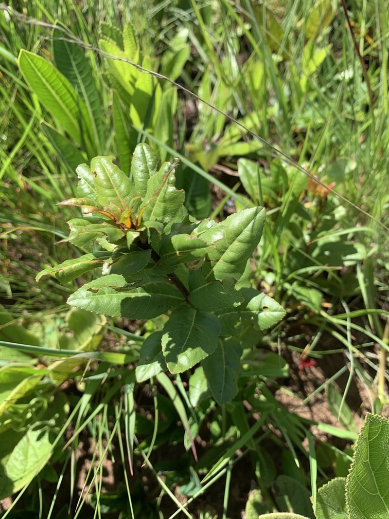 Ochna barbertonensis photo 3