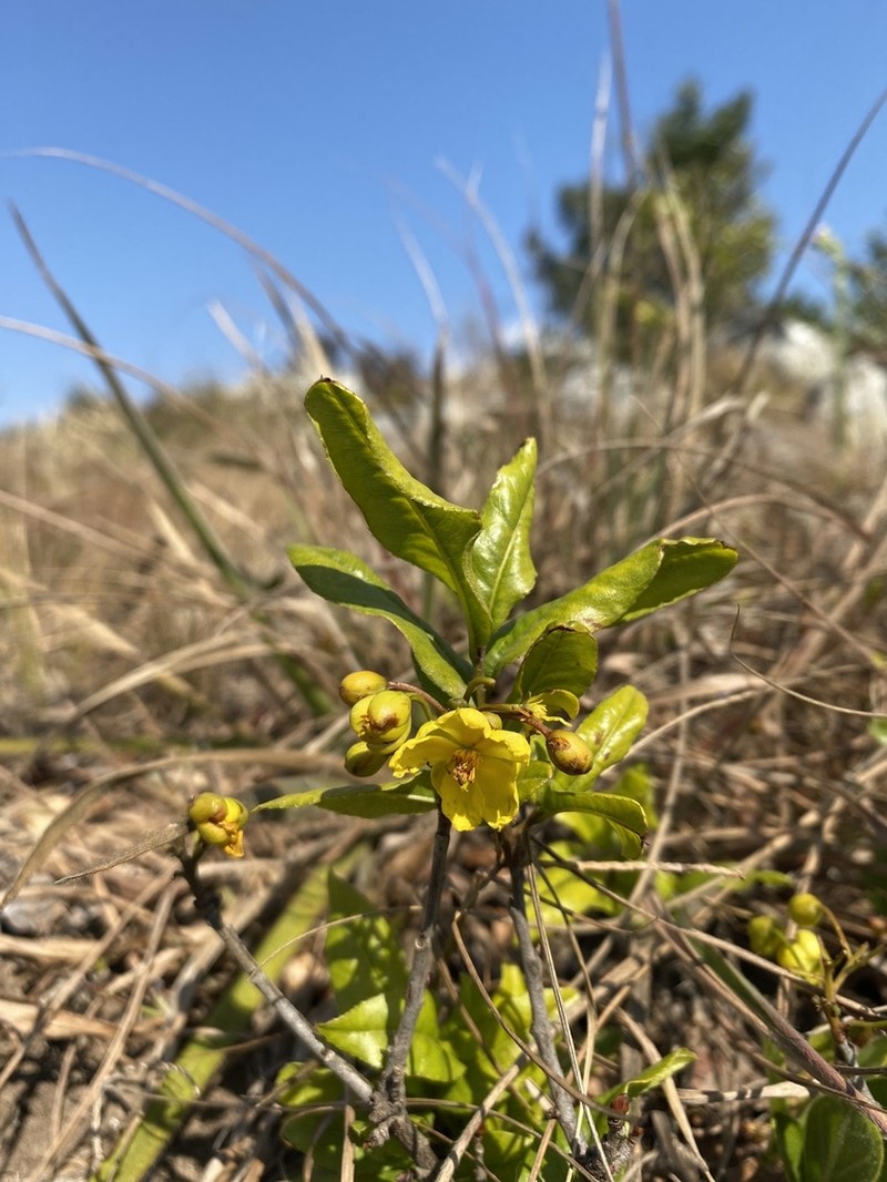 Ochna barbertonensis photo 4