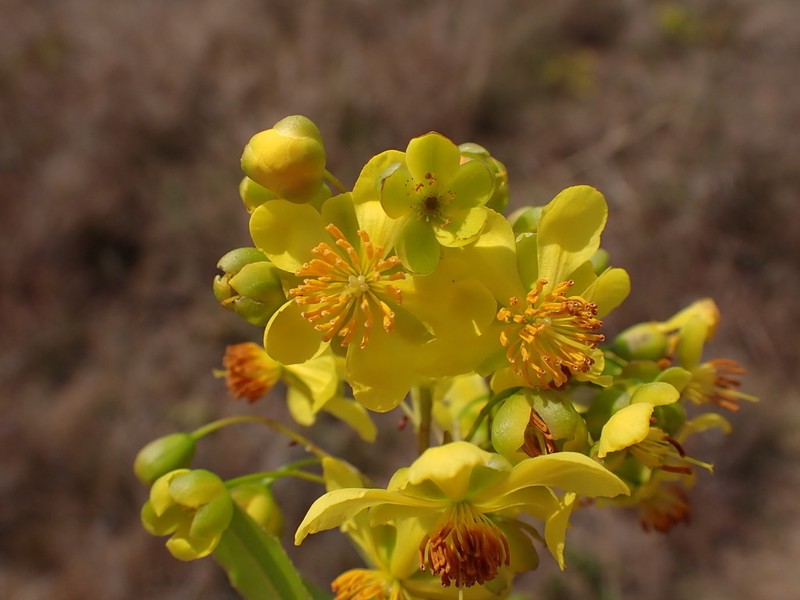 Ochna barbertonensis photo 5