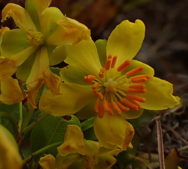 Ochna barbertonensis photo 6