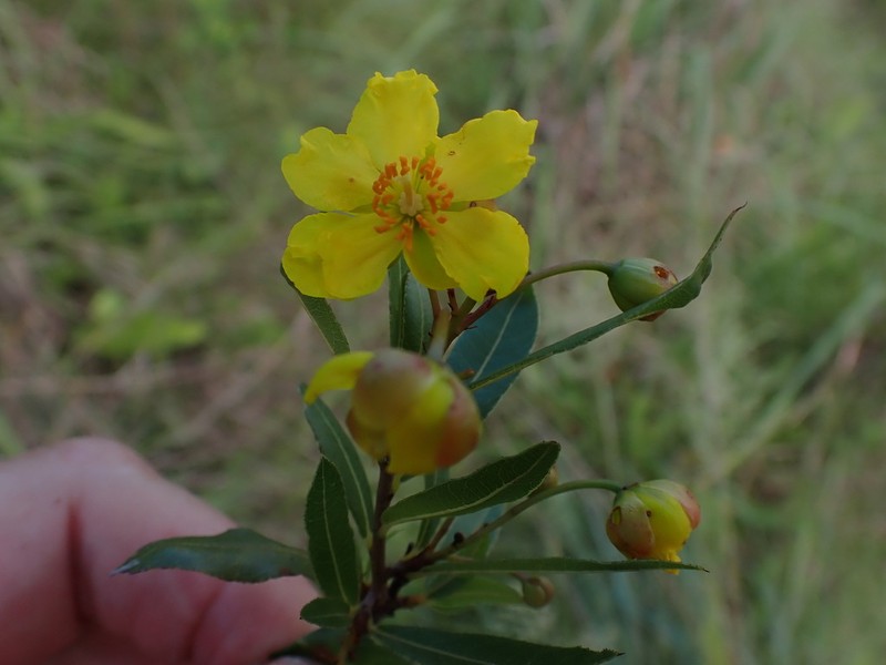 Ochna barbertonensis photo 7