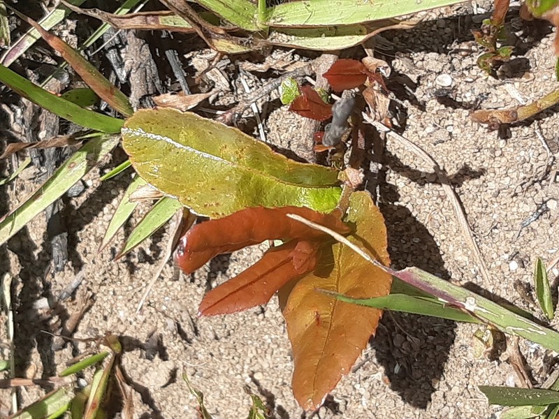 Ochna barbertonensis photo 8