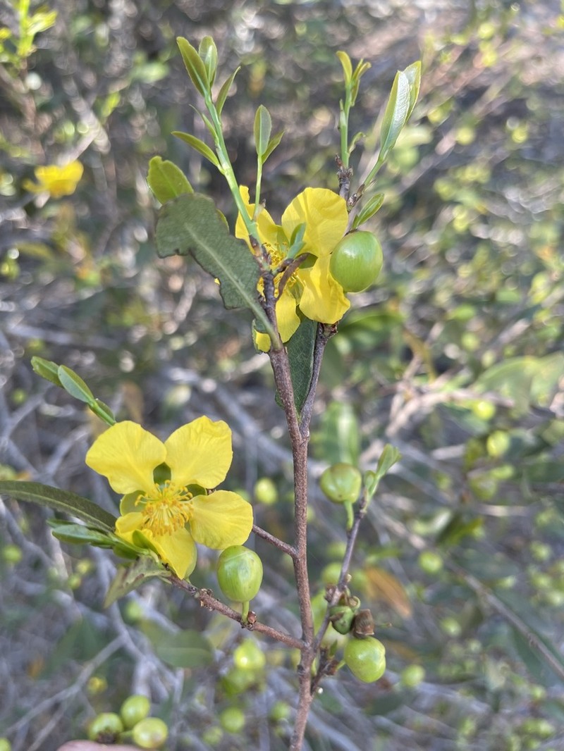 Ochna barbosae