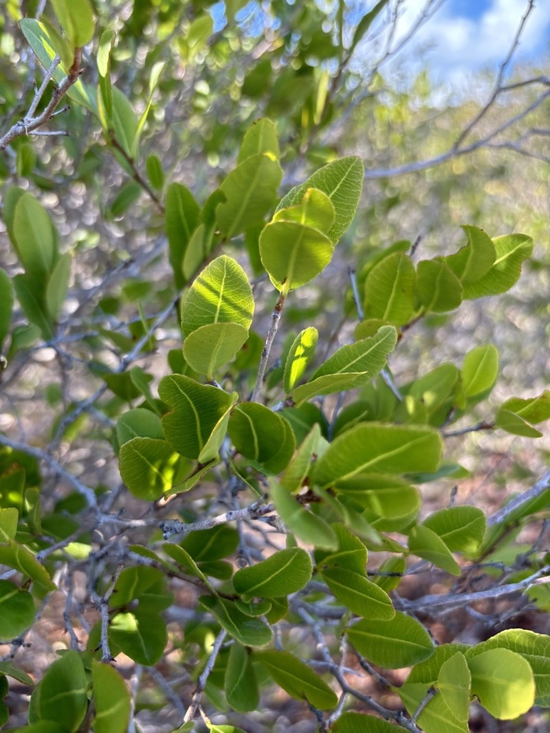 Ochna barbosae photo 2