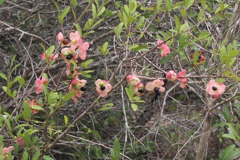 Ochna barbosae photo 3