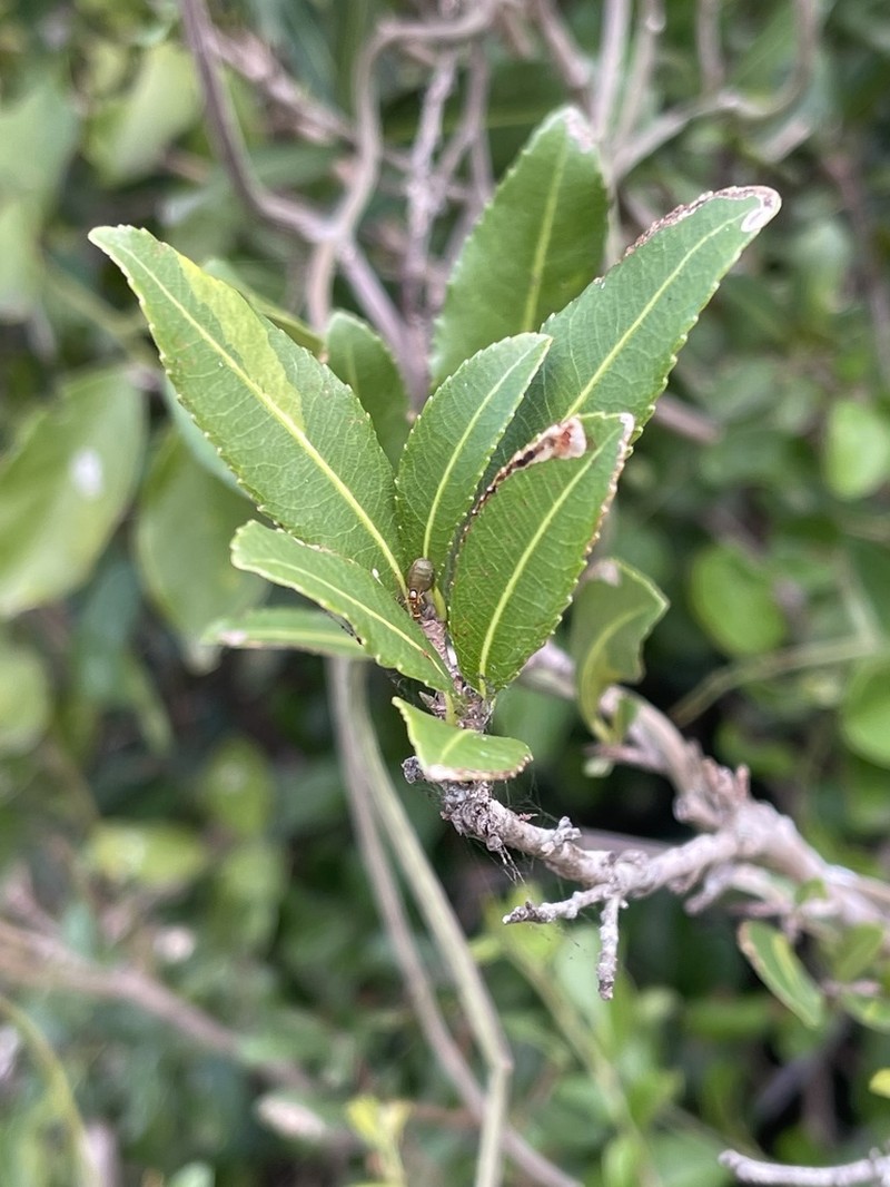 Ochna barbosae photo 4