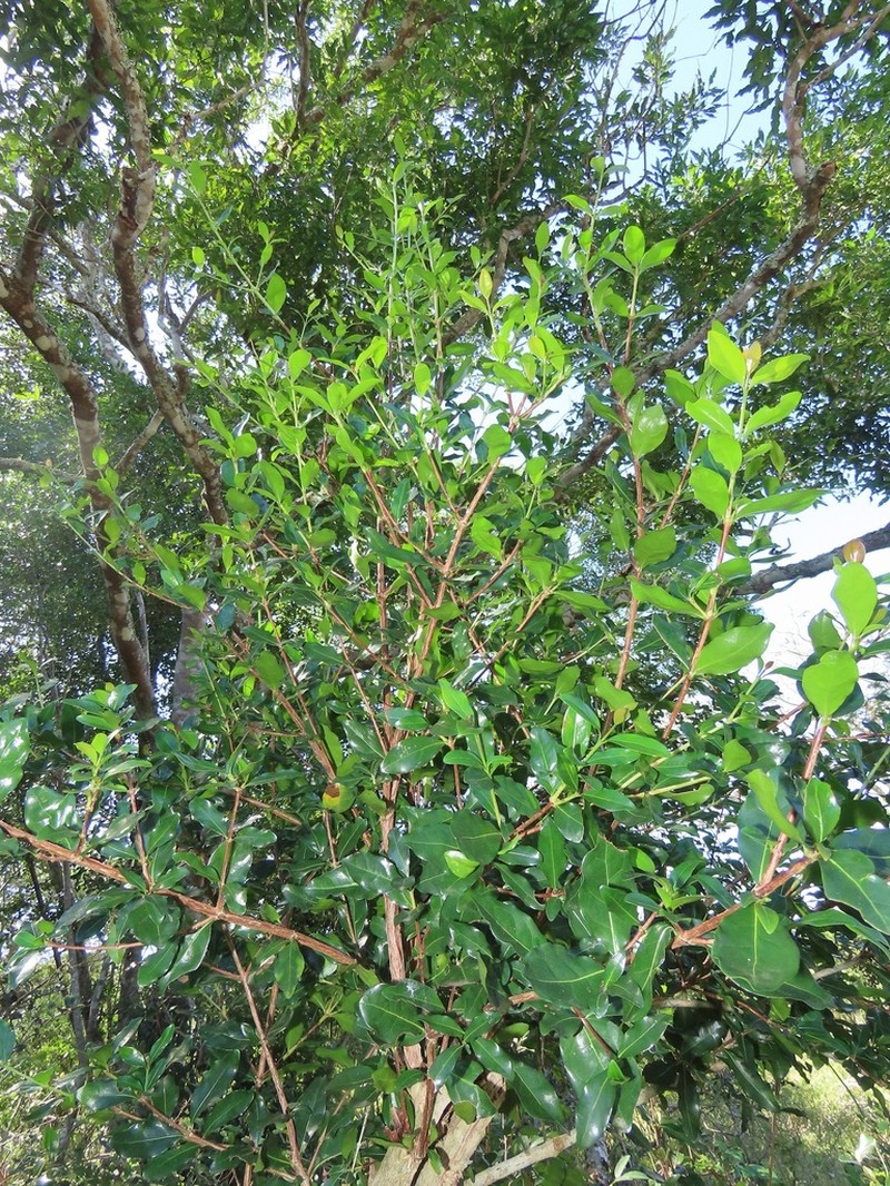 Ochna barbosae photo 5