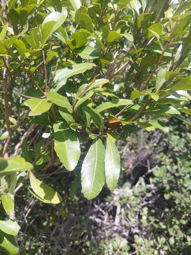 Ochna barbosae photo 6