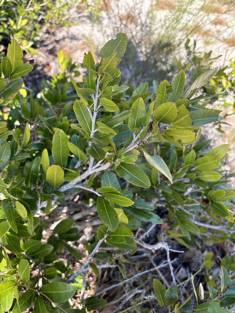 Ochna barbosae photo 7