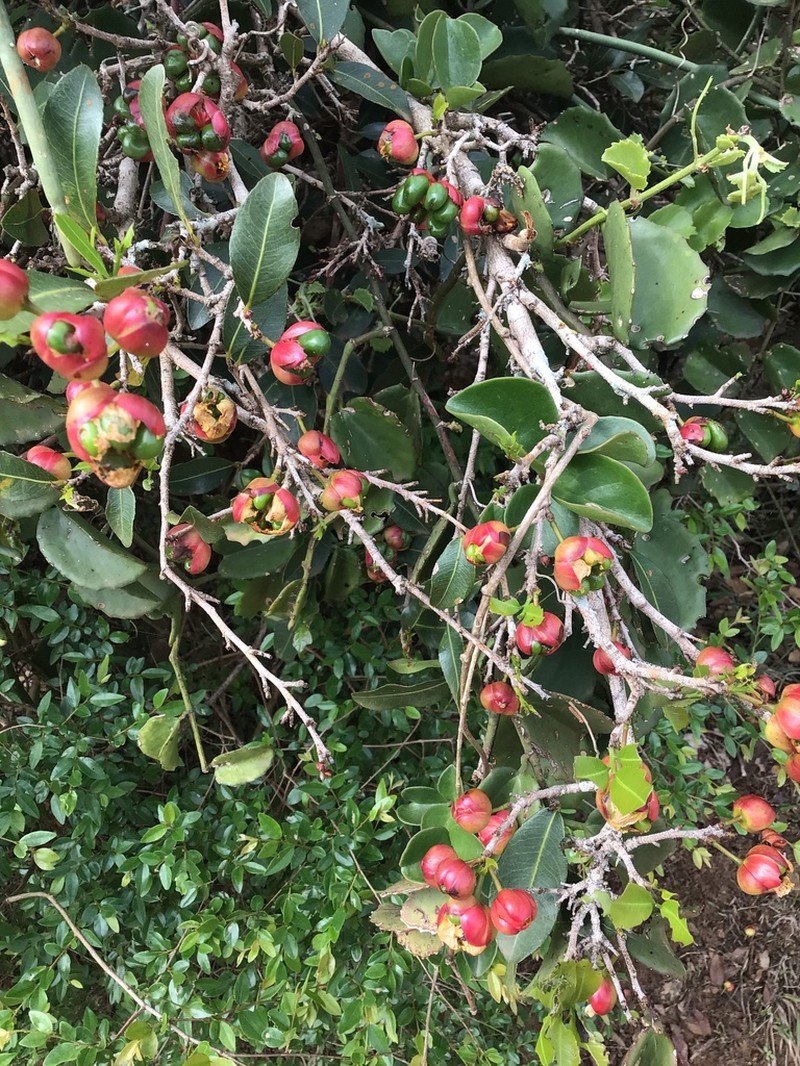 Ochna barbosae photo 8