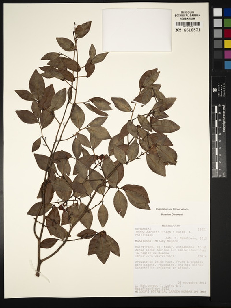 Ochna baronii