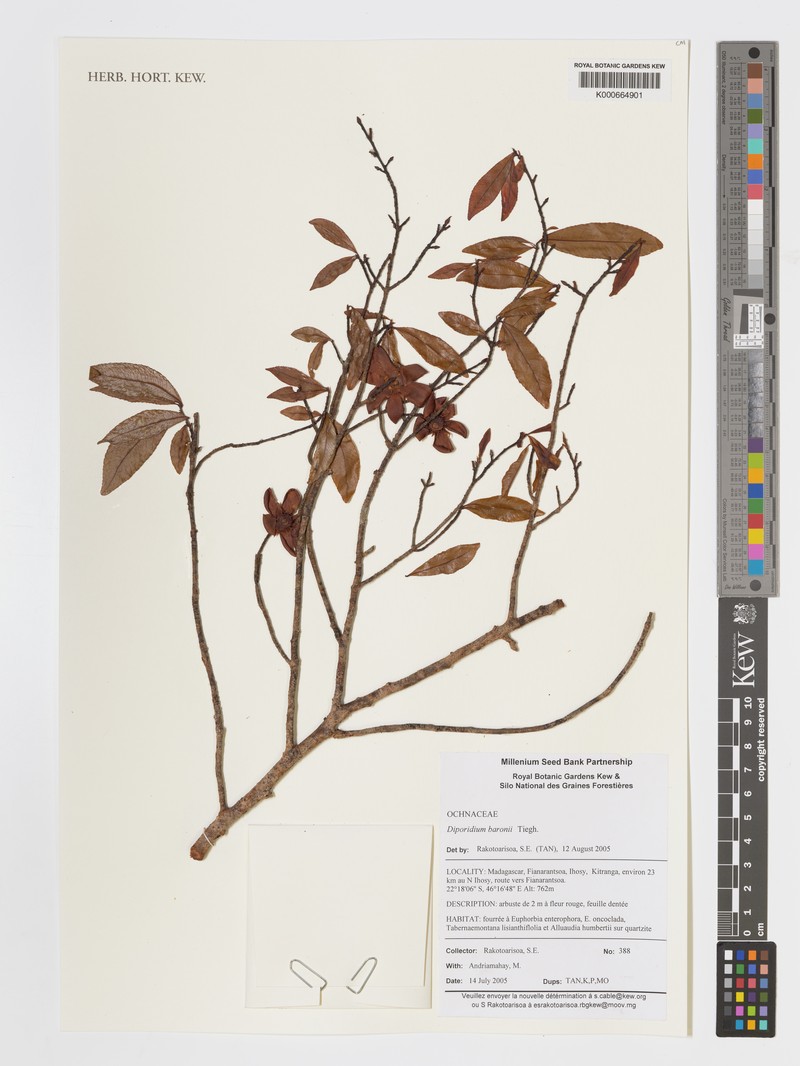 Ochna baronii photo 2