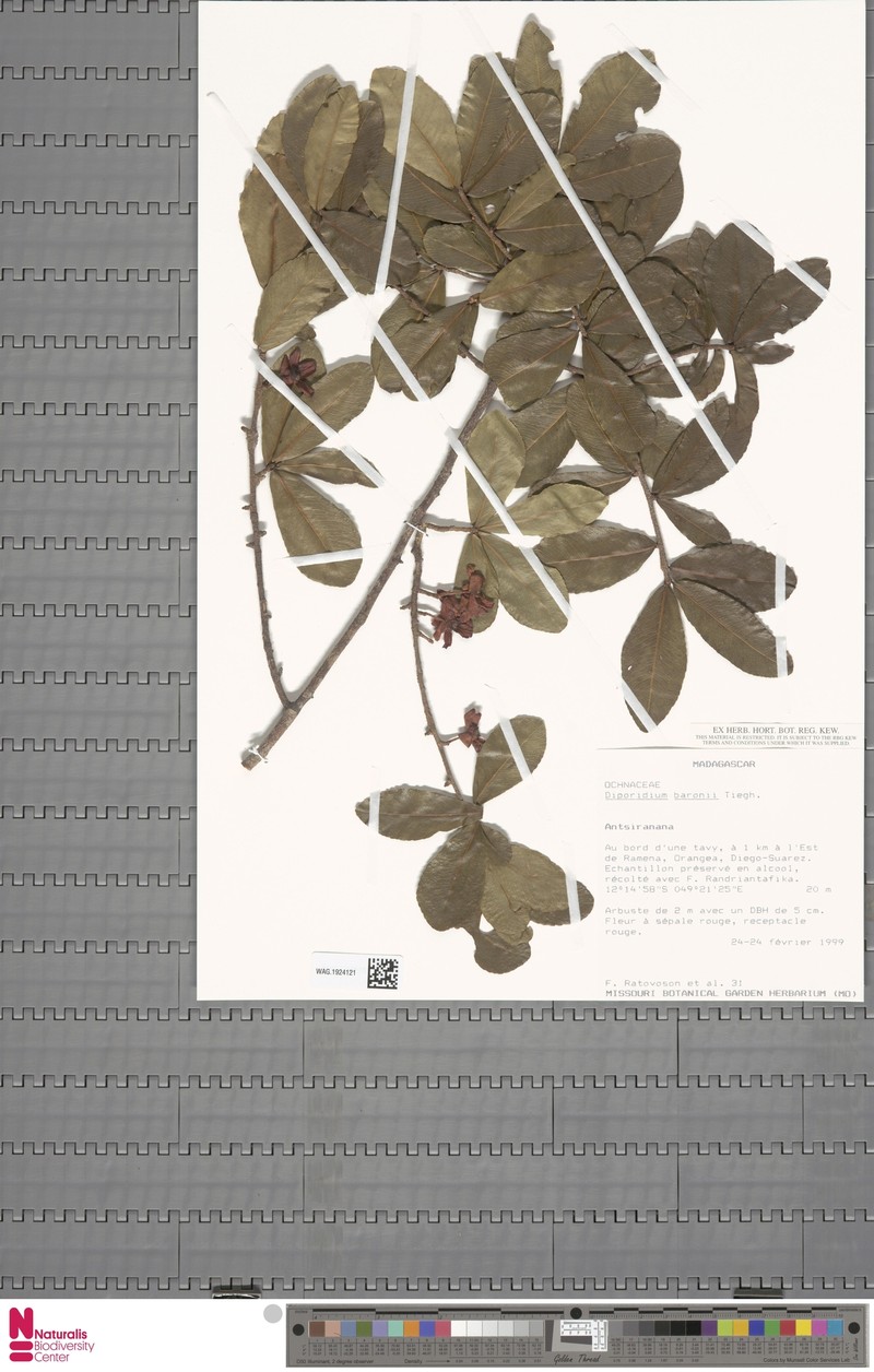 Ochna baronii photo 3