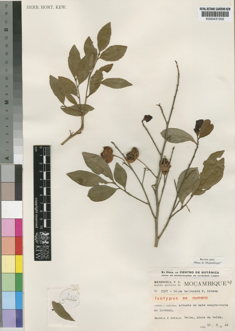 Ochna beirensis