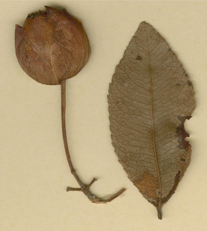 Ochna beirensis photo 2