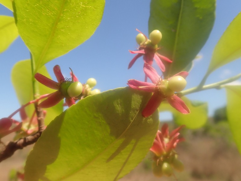 Ochna boiviniana photo 2