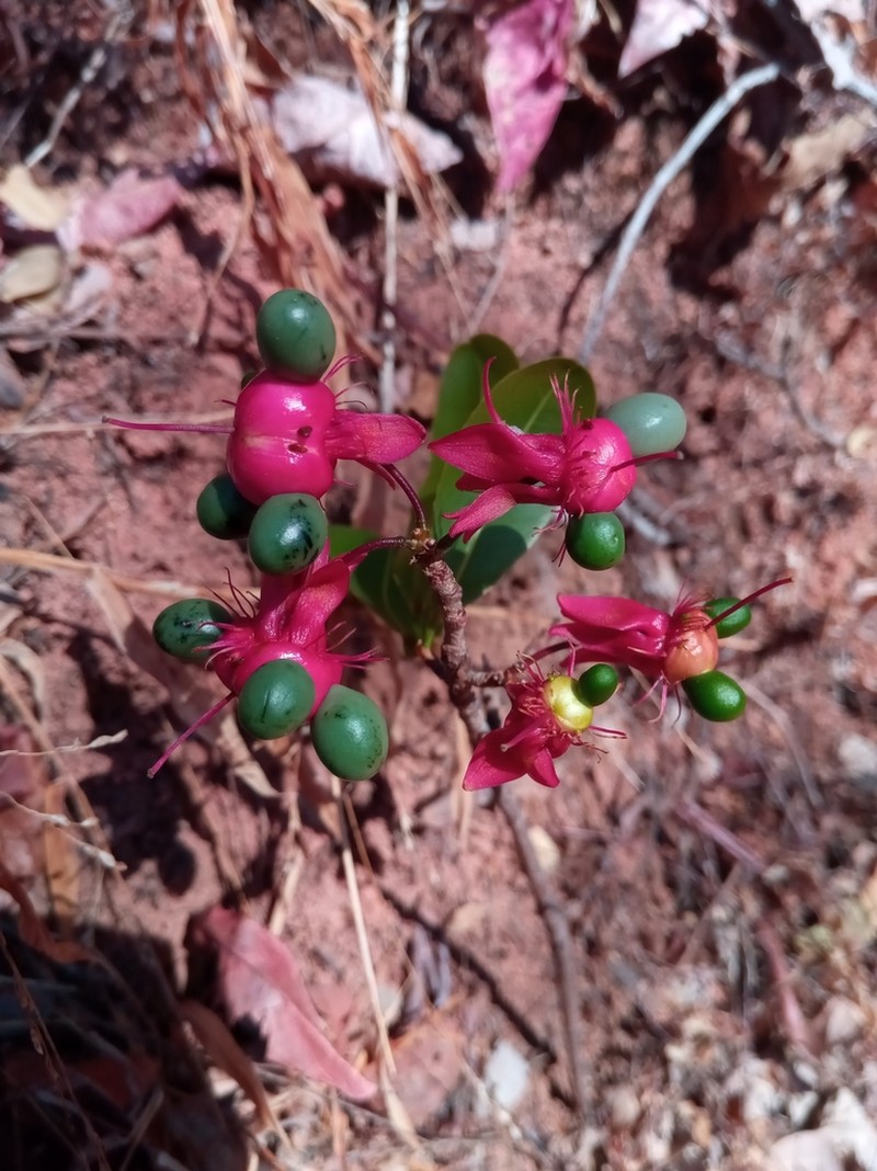 Ochna boiviniana photo 4