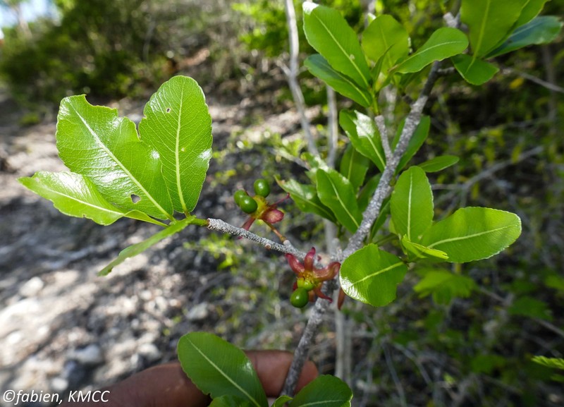 Ochna boiviniana photo 7