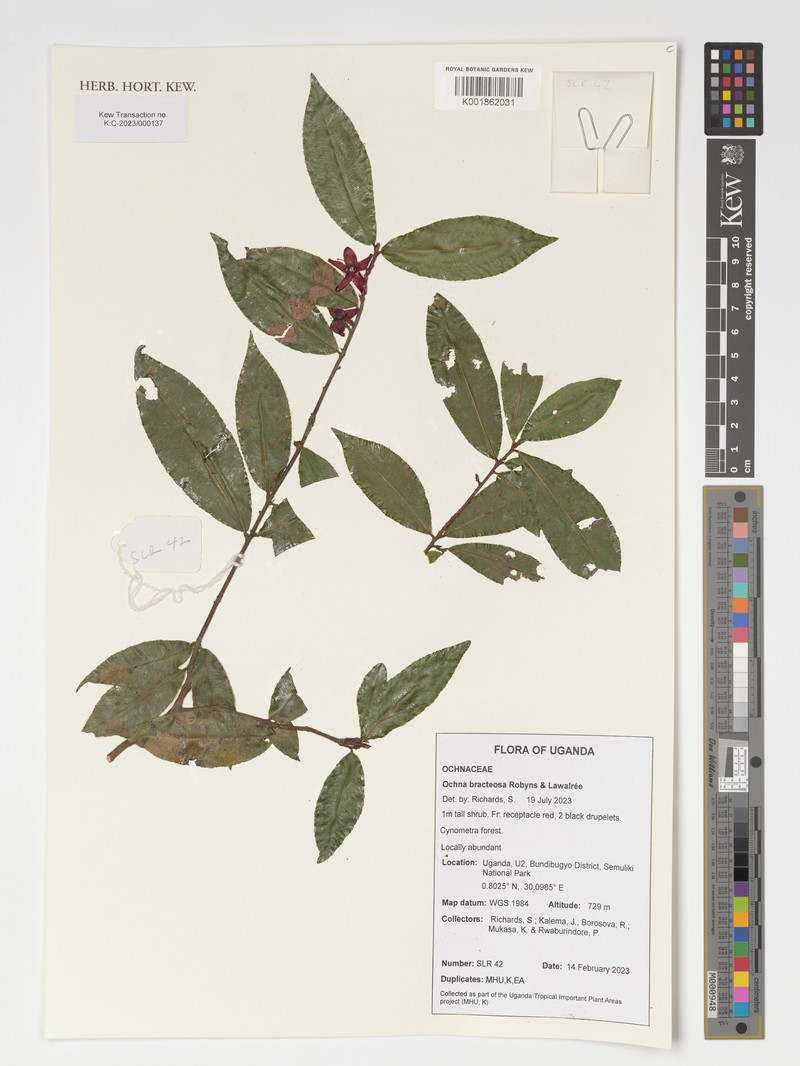 Ochna bracteosa