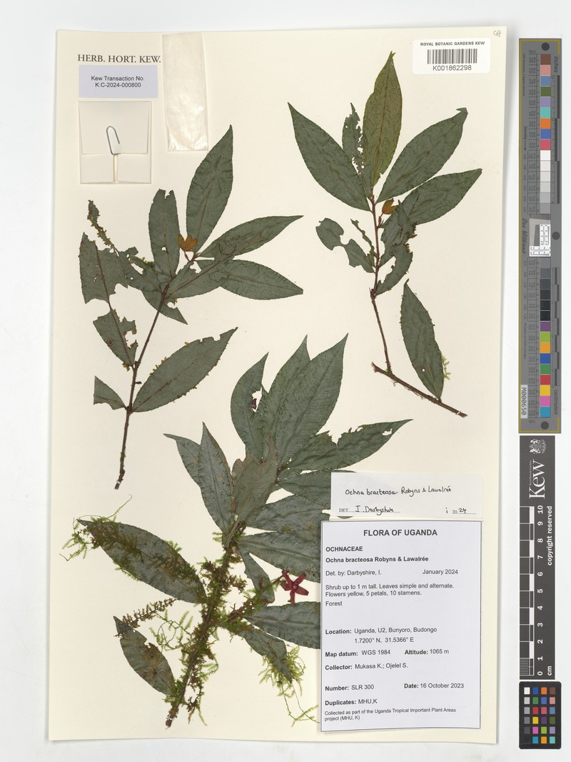 Ochna bracteosa photo 2