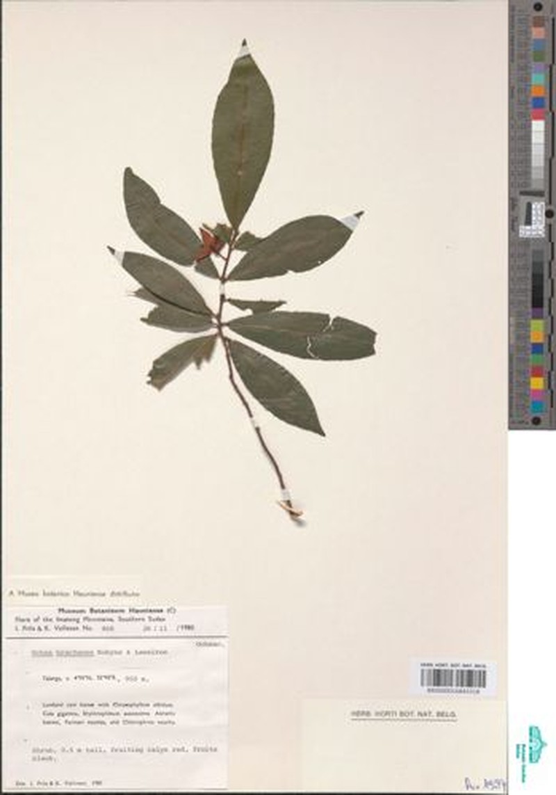 Ochna bracteosa photo 3