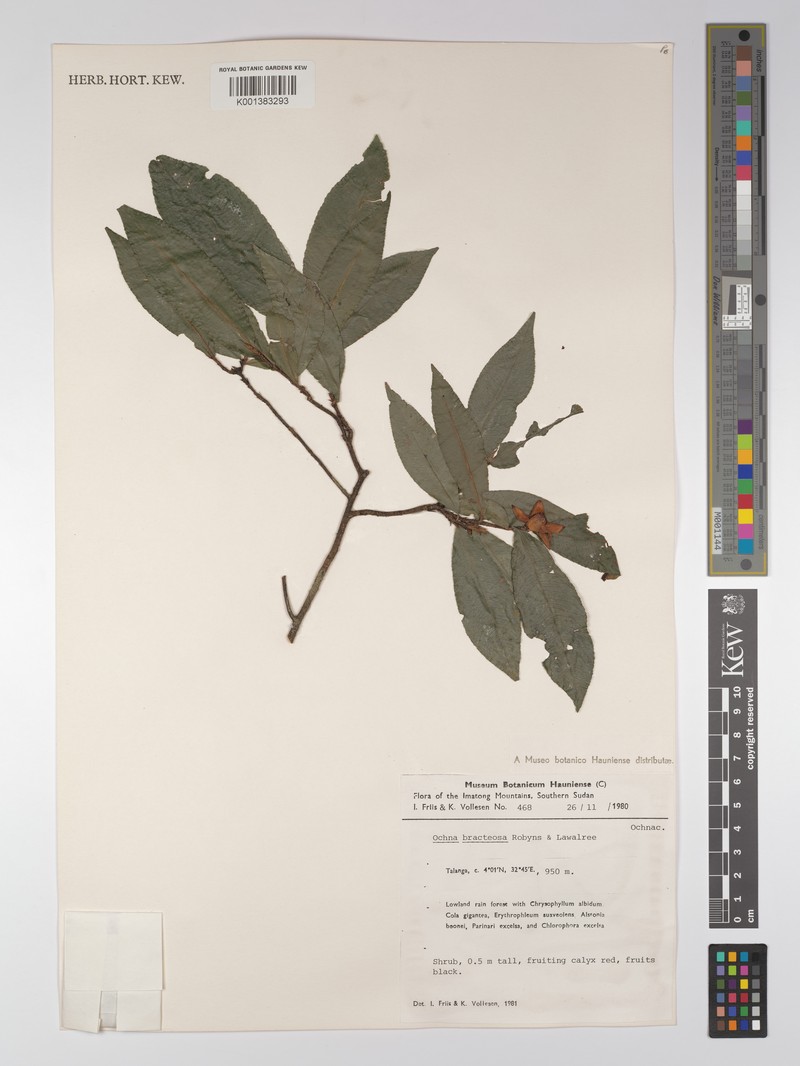 Ochna bracteosa photo 4