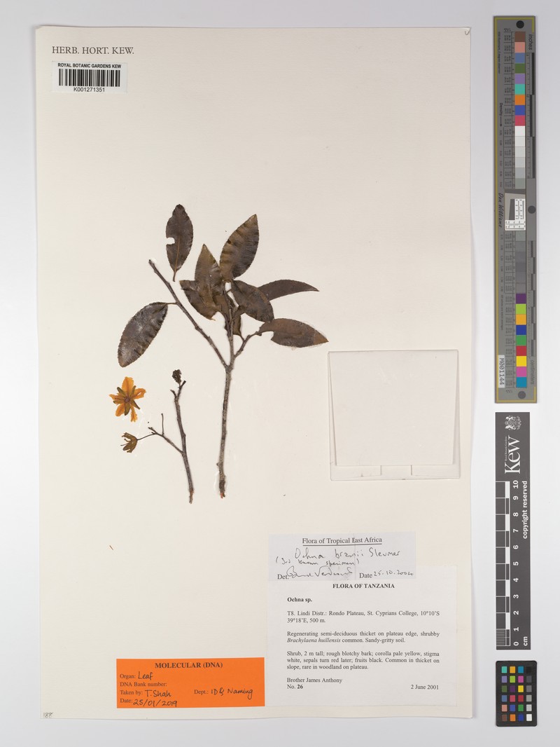 Ochna braunii