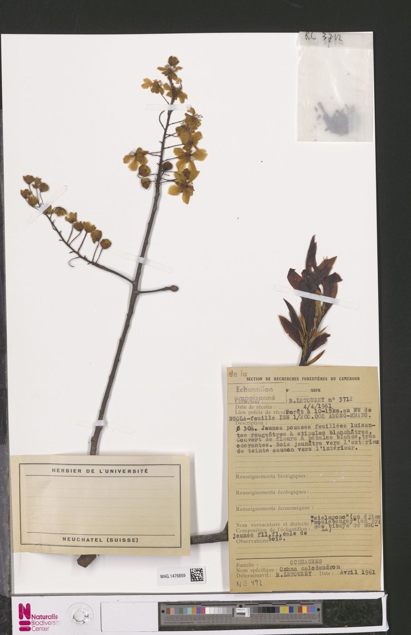 Ochna calodendron