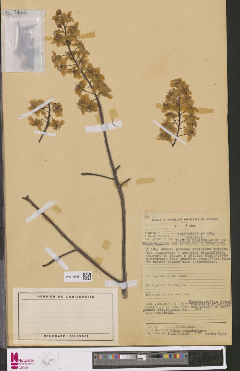 Ochna calodendron photo 2