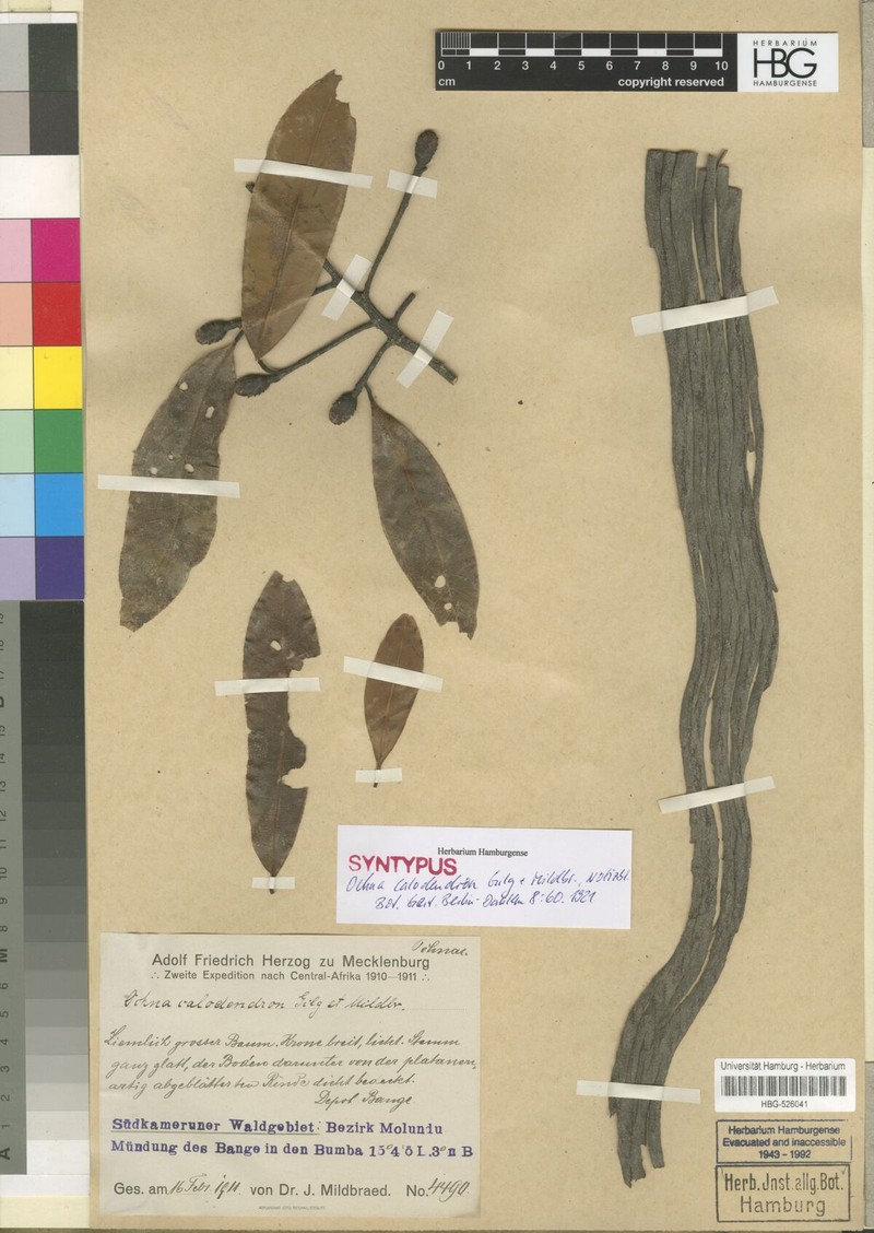 Ochna calodendron photo 3