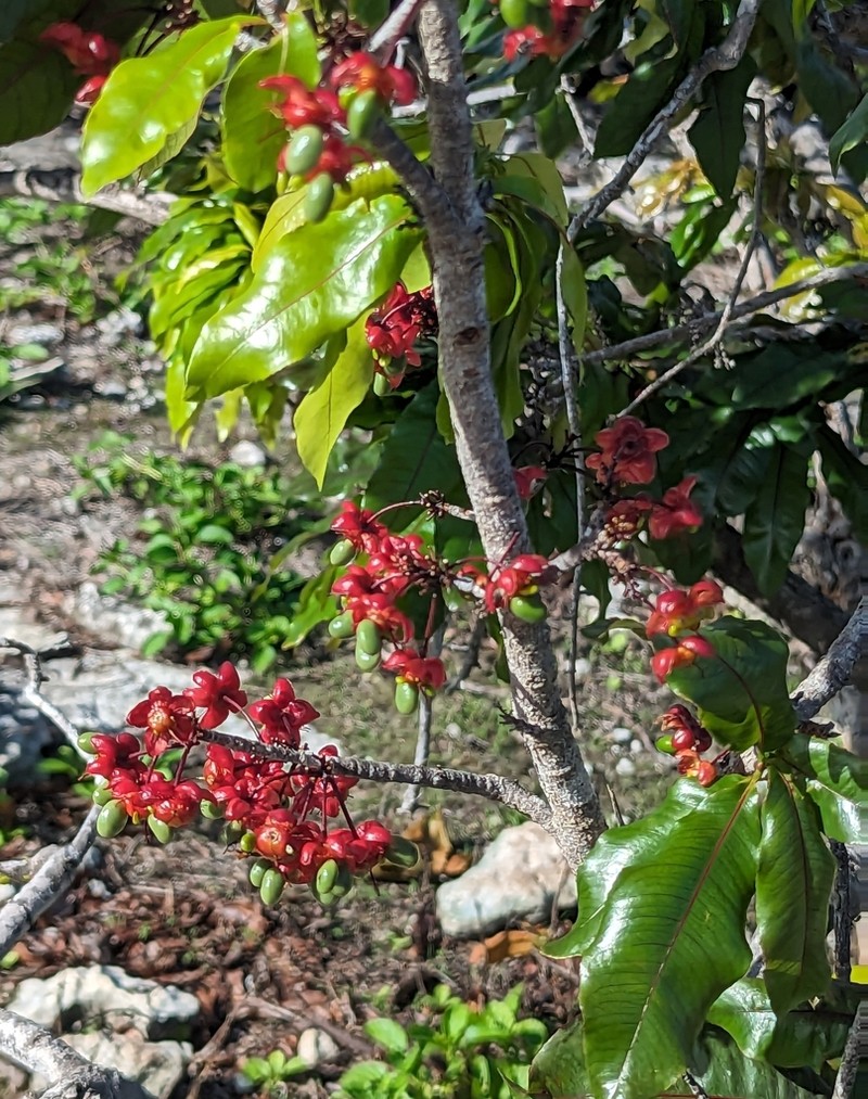 Ochna ciliata