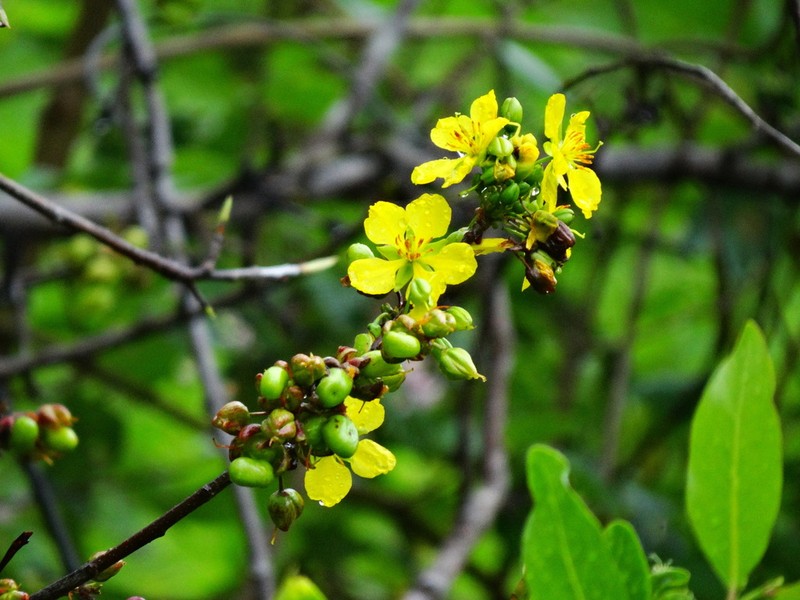 Ochna ciliata photo 2