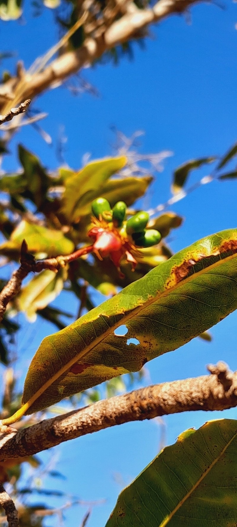 Ochna ciliata photo 3
