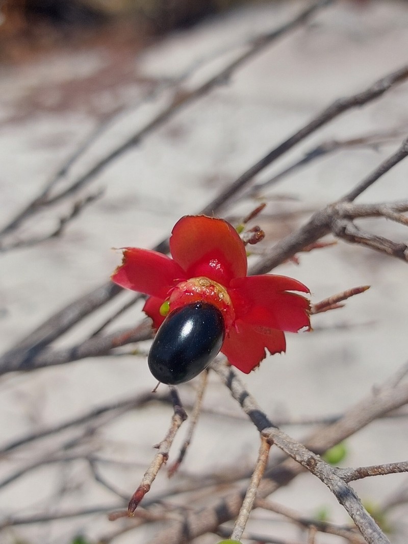 Ochna ciliata photo 4