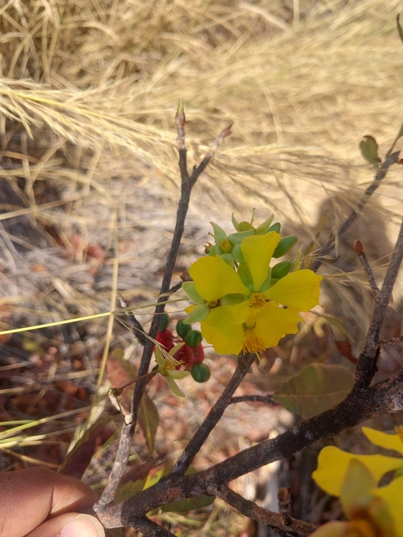 Ochna ciliata photo 5