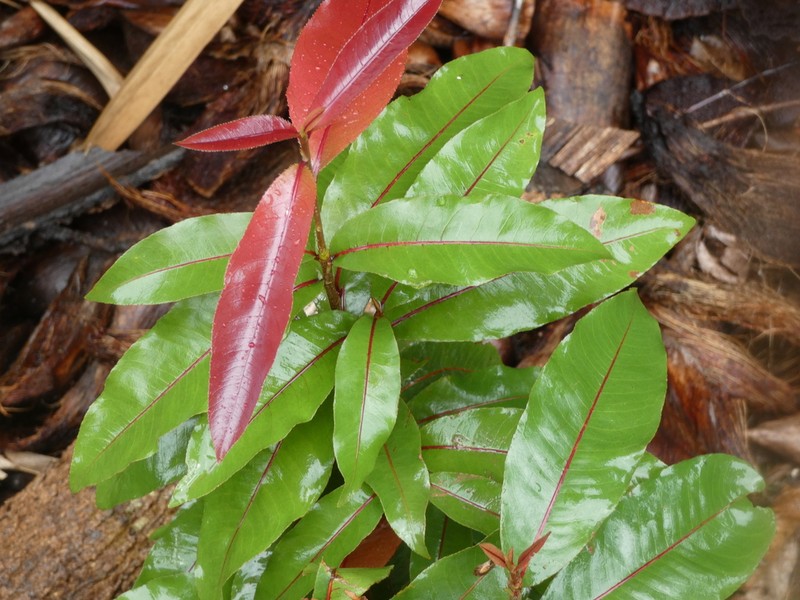 Ochna ciliata photo 6