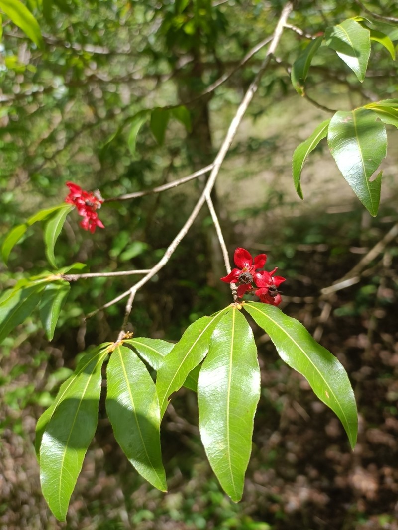 Ochna ciliata photo 8